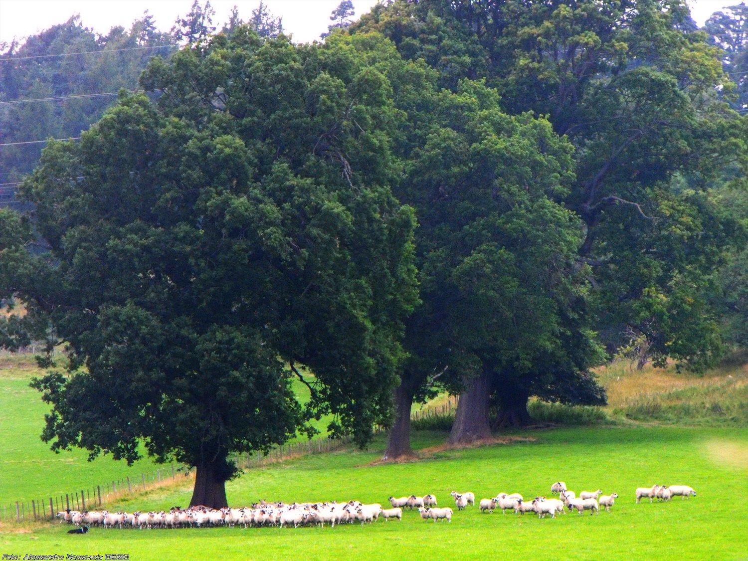 Tulloch Castle Hotel 'A Bespoke Hotel' Dingwall Εξωτερικό φωτογραφία